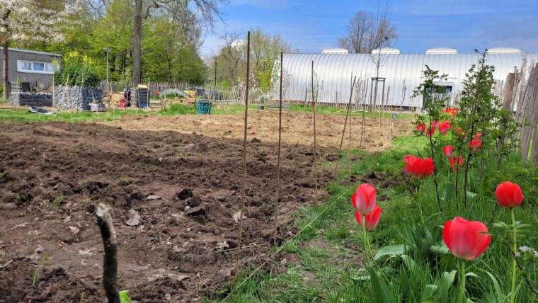 Bei bestem Frühlingswetter: Rote, blaue und gelbe Kartoffeln…