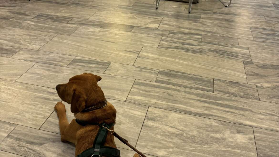 Wir stellen vor: Bruno – unser Schulhund